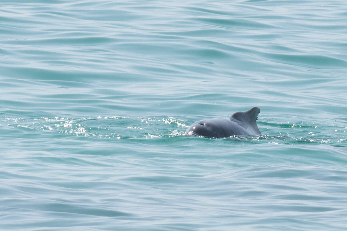 Image of Indian Humpback Dolphin