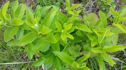 Image of twinberry honeysuckle