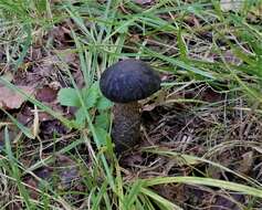 Image of Leccinum melaneum (Smotl.) Pilát & Dermek 1974