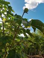 Image of Jatropha mollissima (Pohl) Baill.