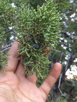 Imagem de Juniperus californica Carrière