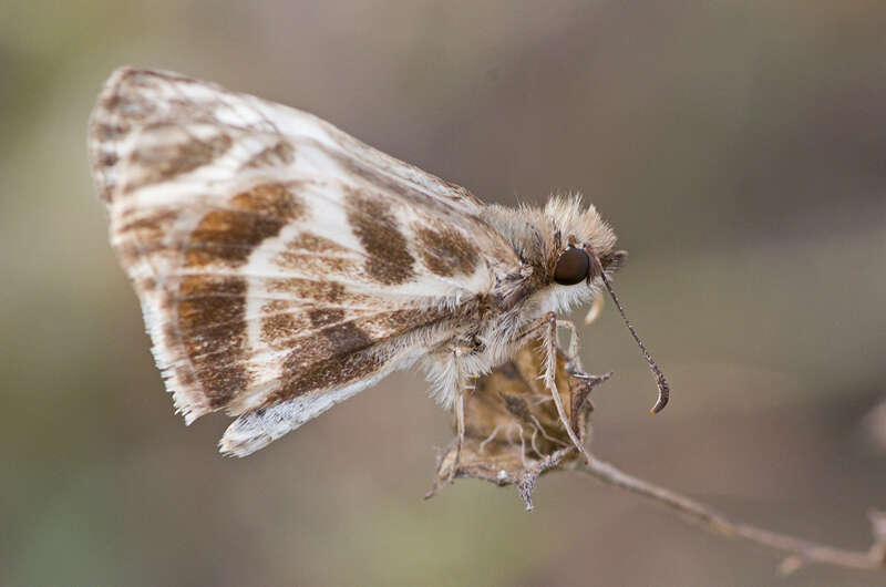 Image of Turk's-Cap White-Skipper