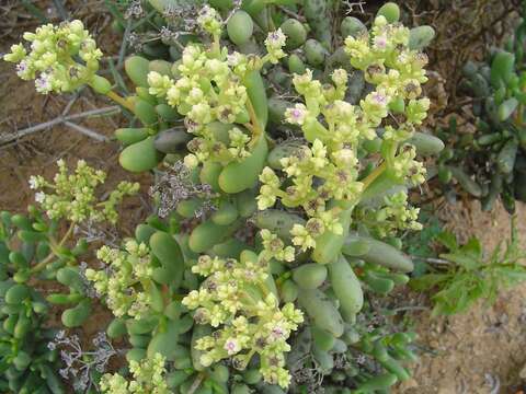 Imagem de Stoeberia frutescens (L. Bol.) E. van Jaarsveld