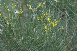 Image of Mt. Etna broom