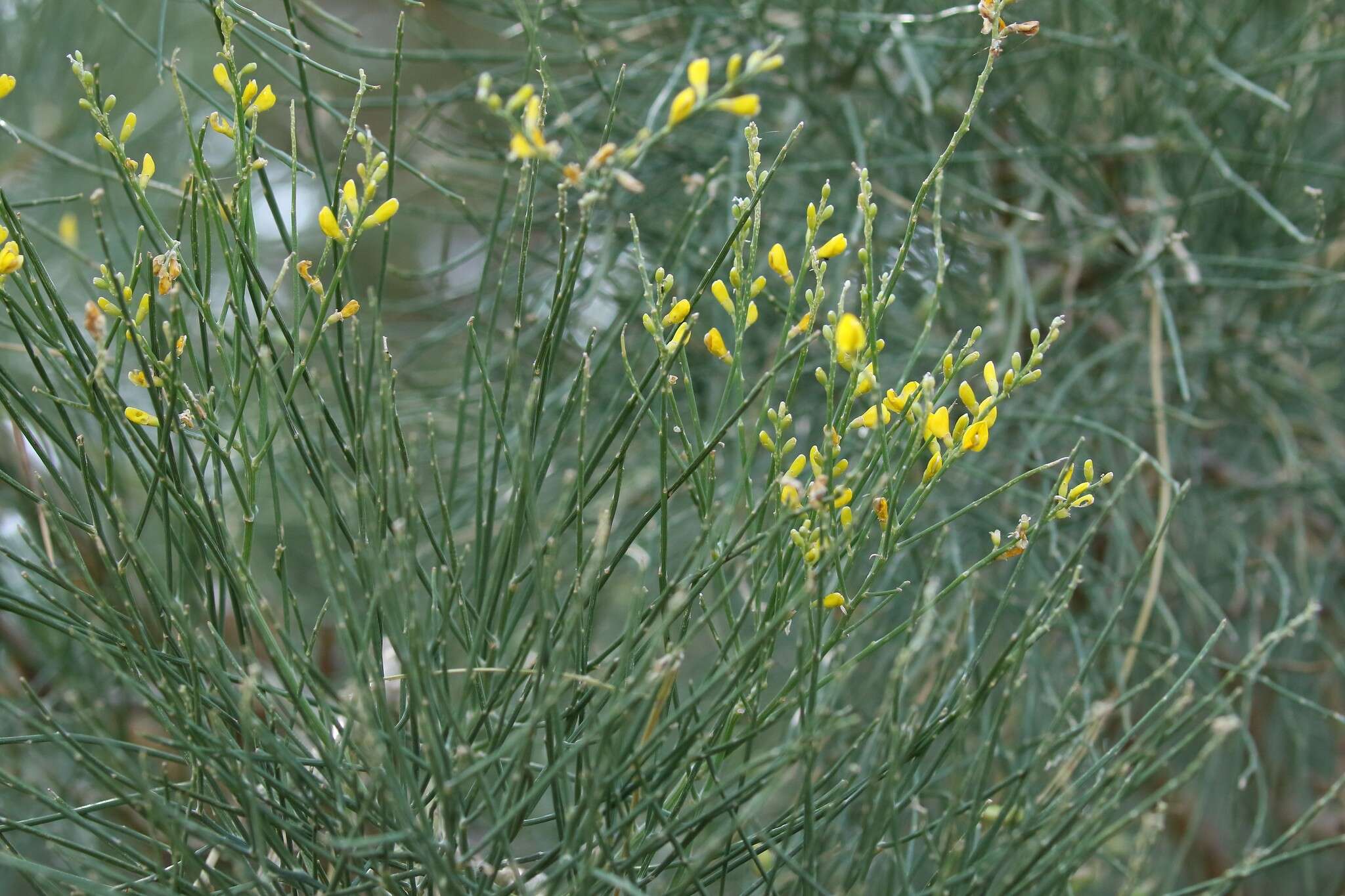 Imagem de Genista aetnensis (Biv.) DC.