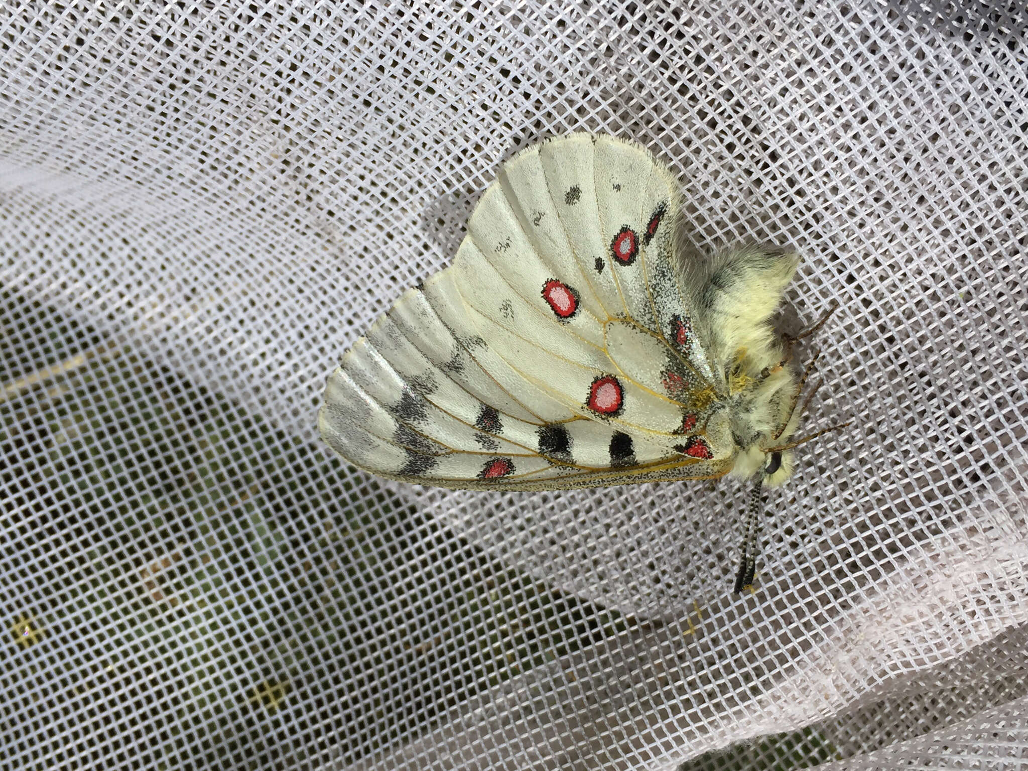 Sivun Parnassius smintheus Doubleday 1847 kuva