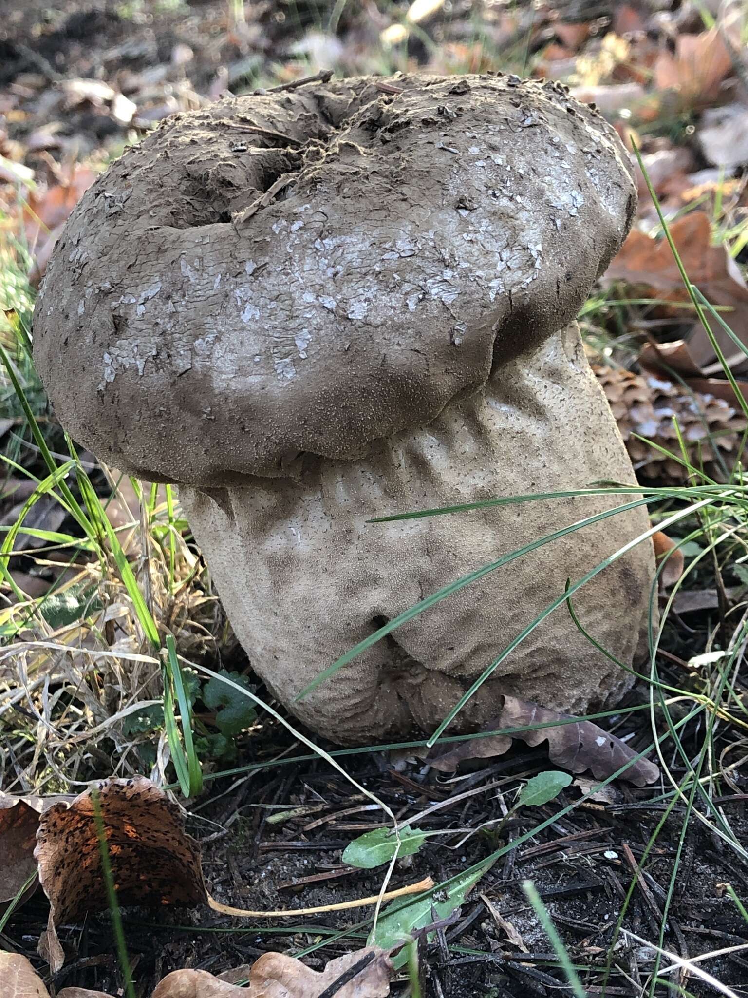 Imagem de Lycoperdon excipuliforme (Scop.) Pers. 1801