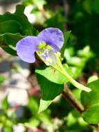 Image of Commelina pallida Willd.