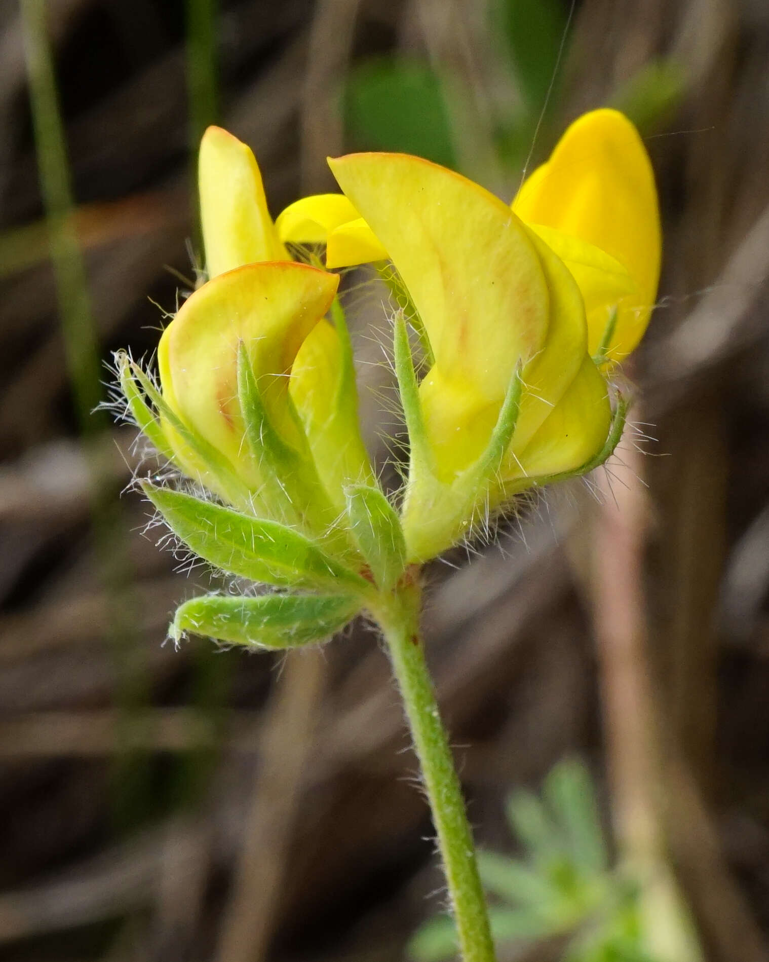 Image of Lotus borbasii Ujhelyi