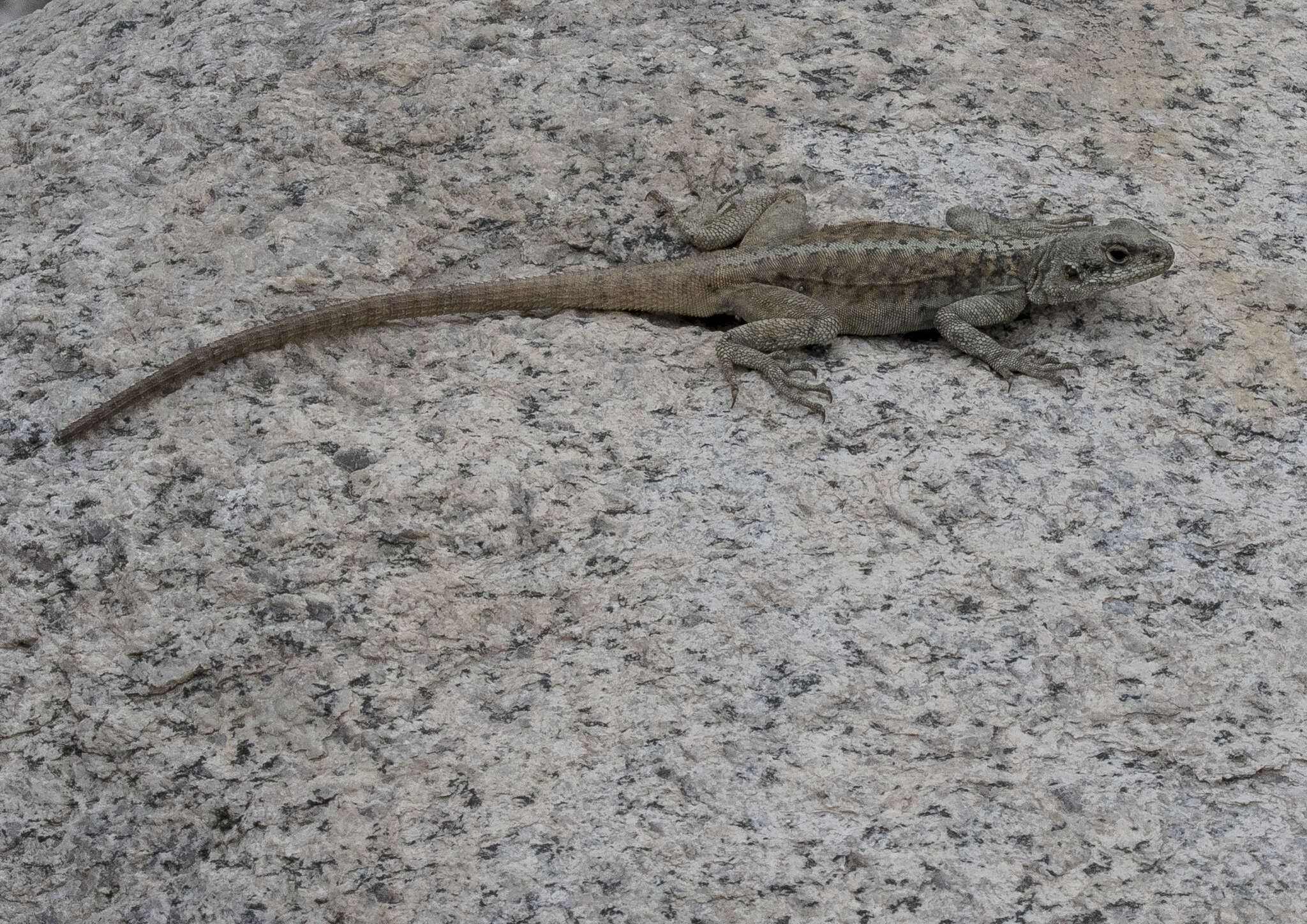 Image of Himalayan Agama