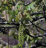 Image of Juglans australis Griseb.