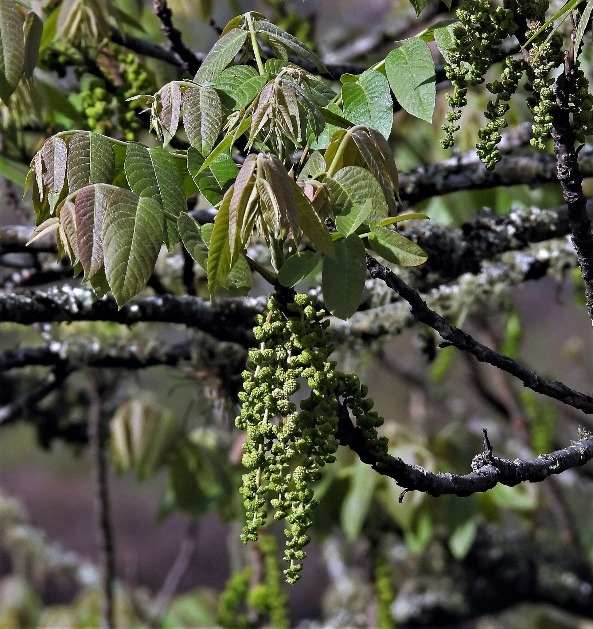 Image of Juglans australis Griseb.