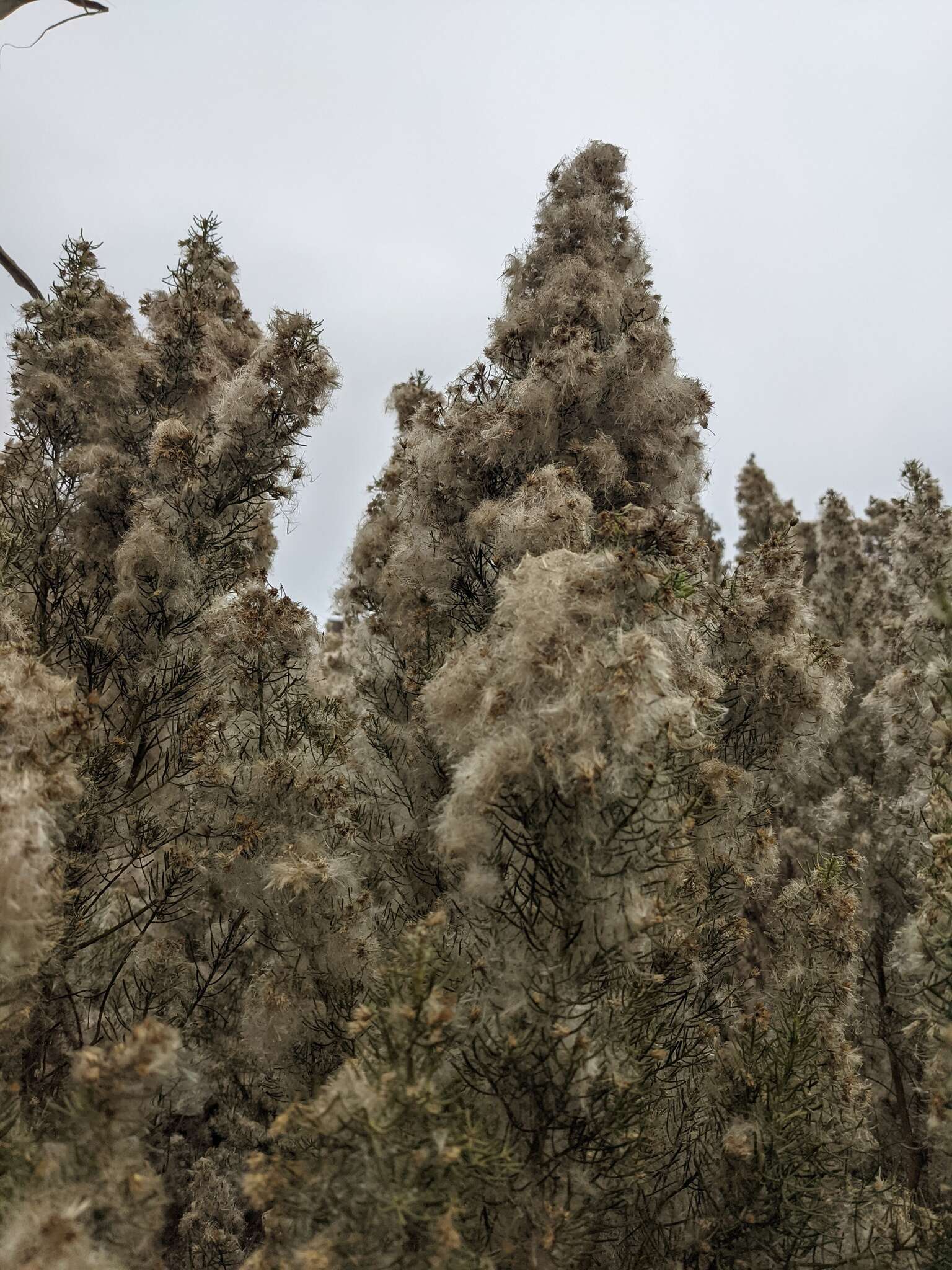 Imagem de Baccharis linearis (Ruiz & Pavón) Pers.