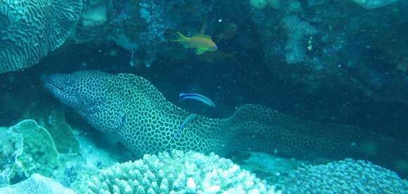 Image of honeycomb moray