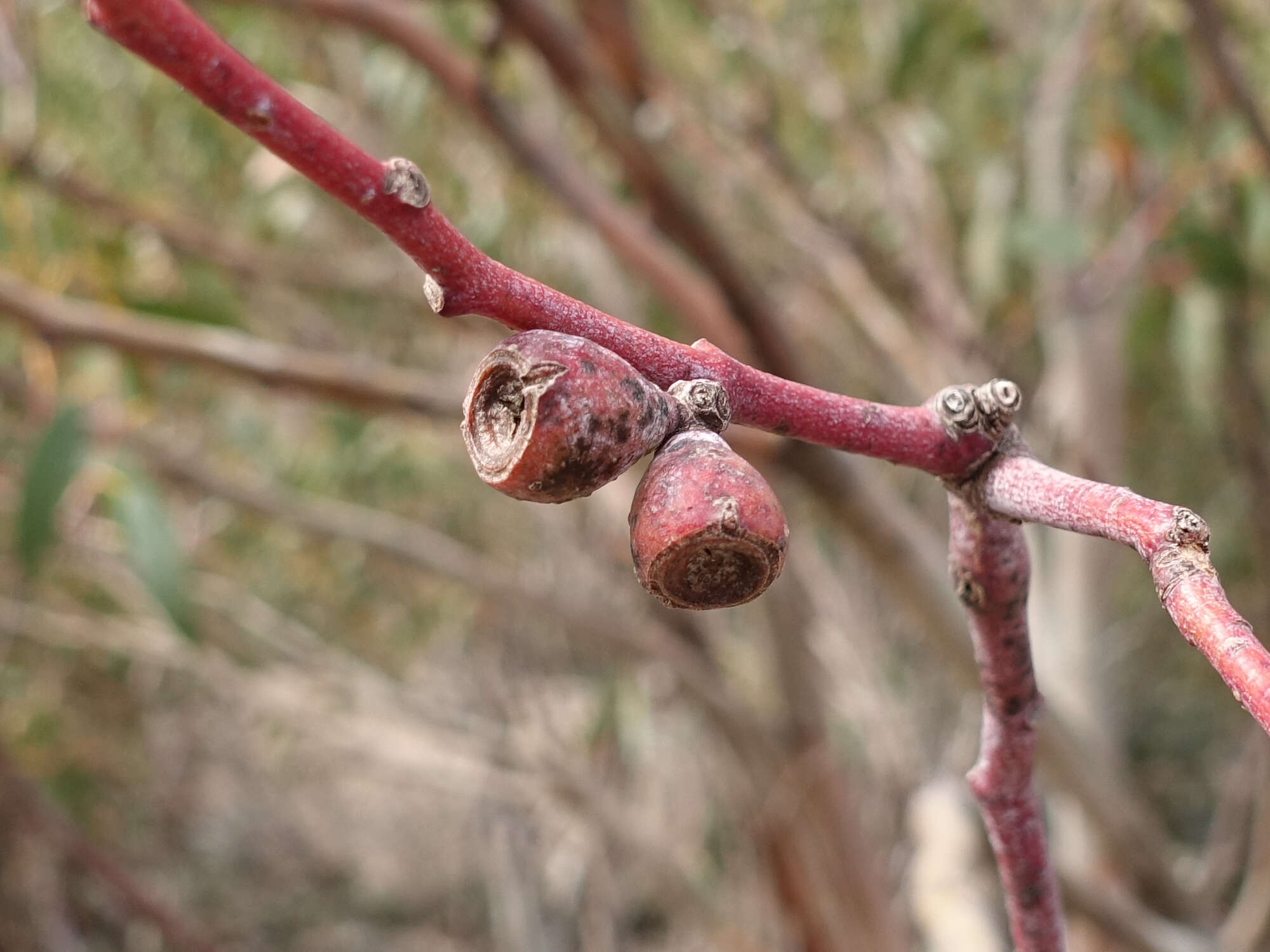 Image of snow gum