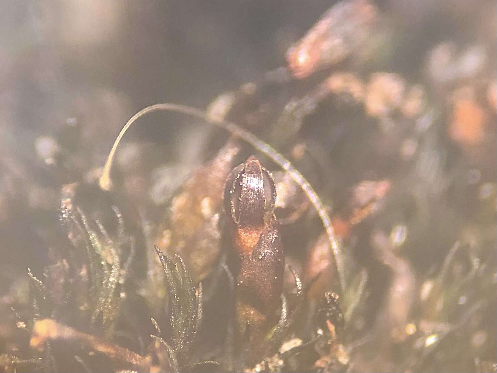 Image of Roth's andreaea moss