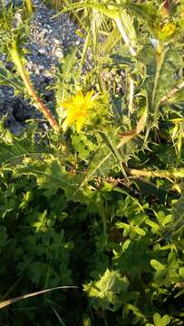 Image of goldenthistle