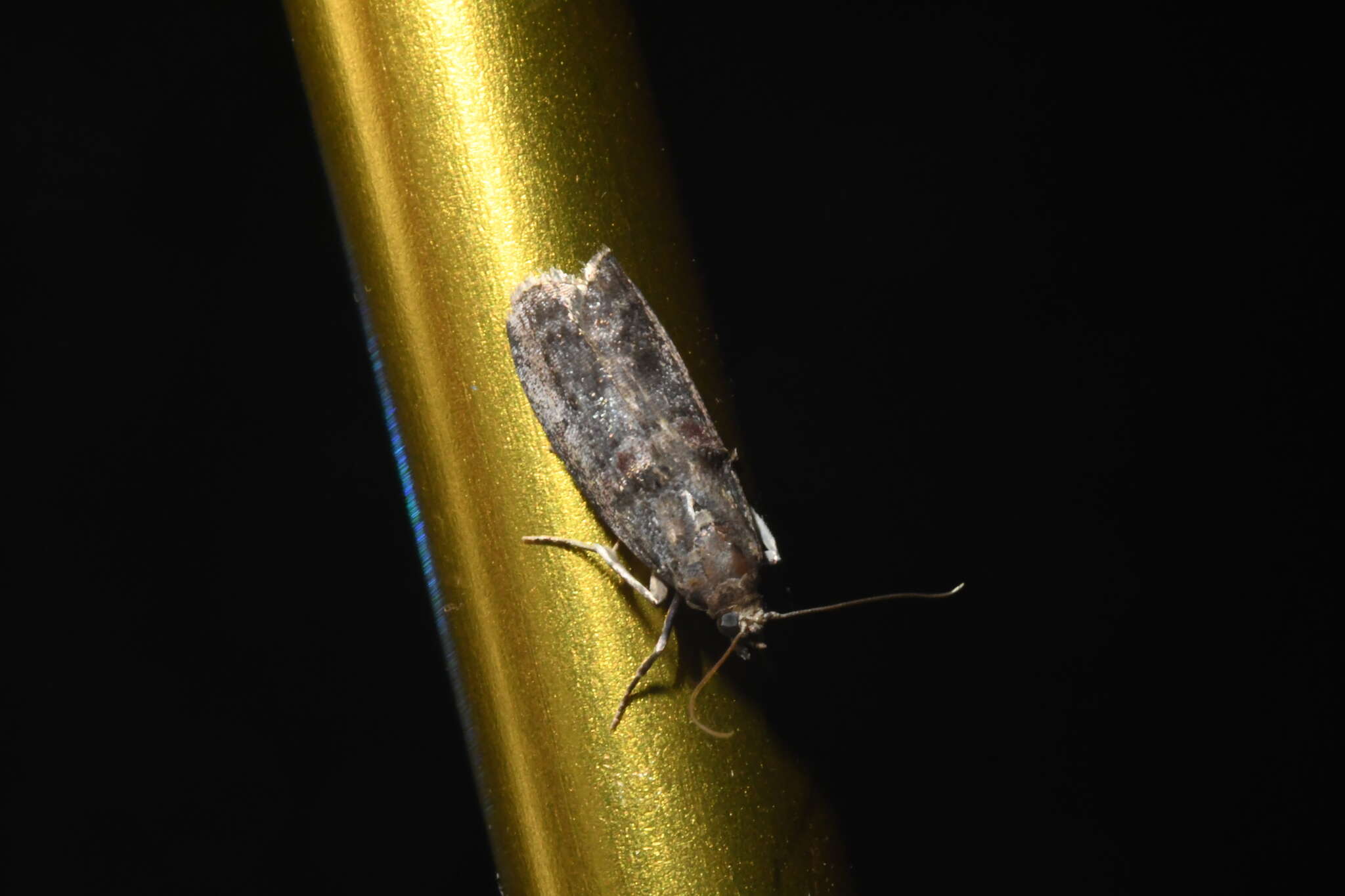 Image of Hickory Leafstem Borer