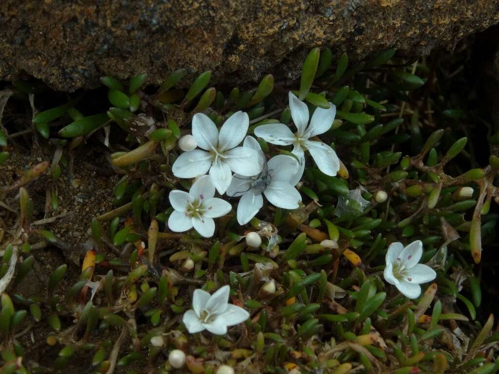 Image of Montia sessiliflora (G. Simpson) Heenan