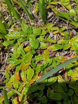 Imagem de Dryas octopetala L.