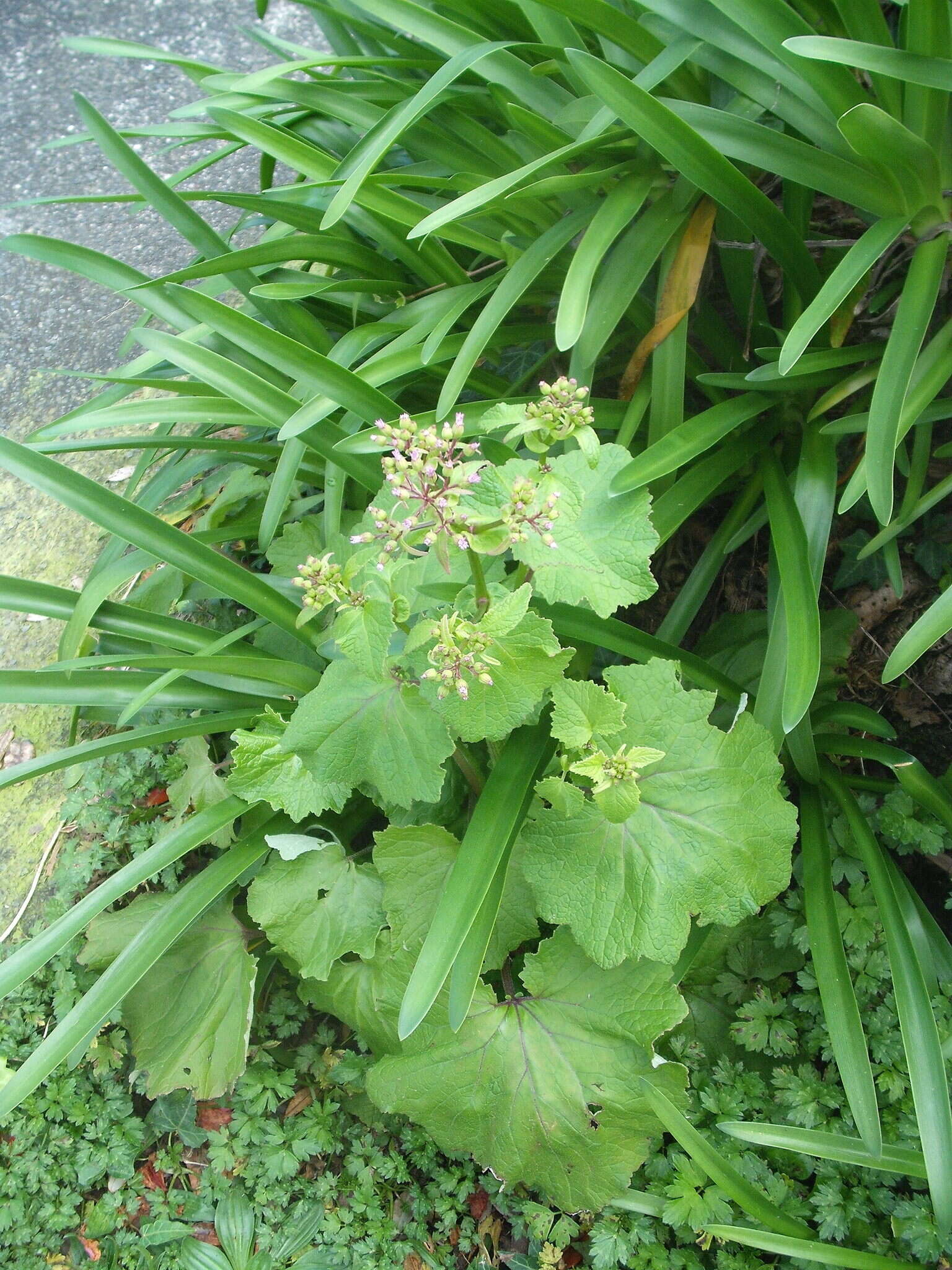 Image of common ragwort