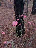 Plancia ëd Vaccinium fuscatum Ait.