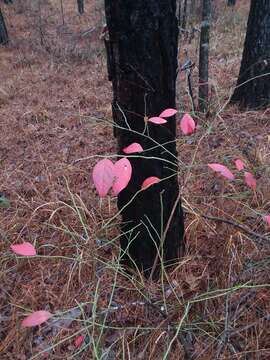 Plancia ëd Vaccinium fuscatum Ait.