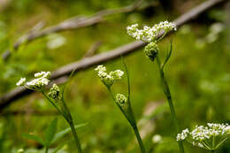 Oxypolis fendleri (A. Gray) Heller的圖片