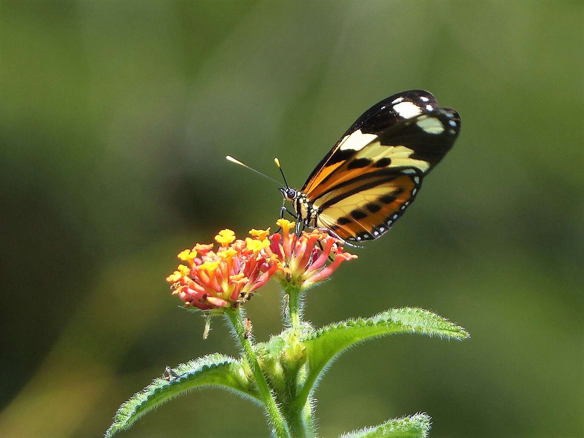 Image of Isabella’s Longwing