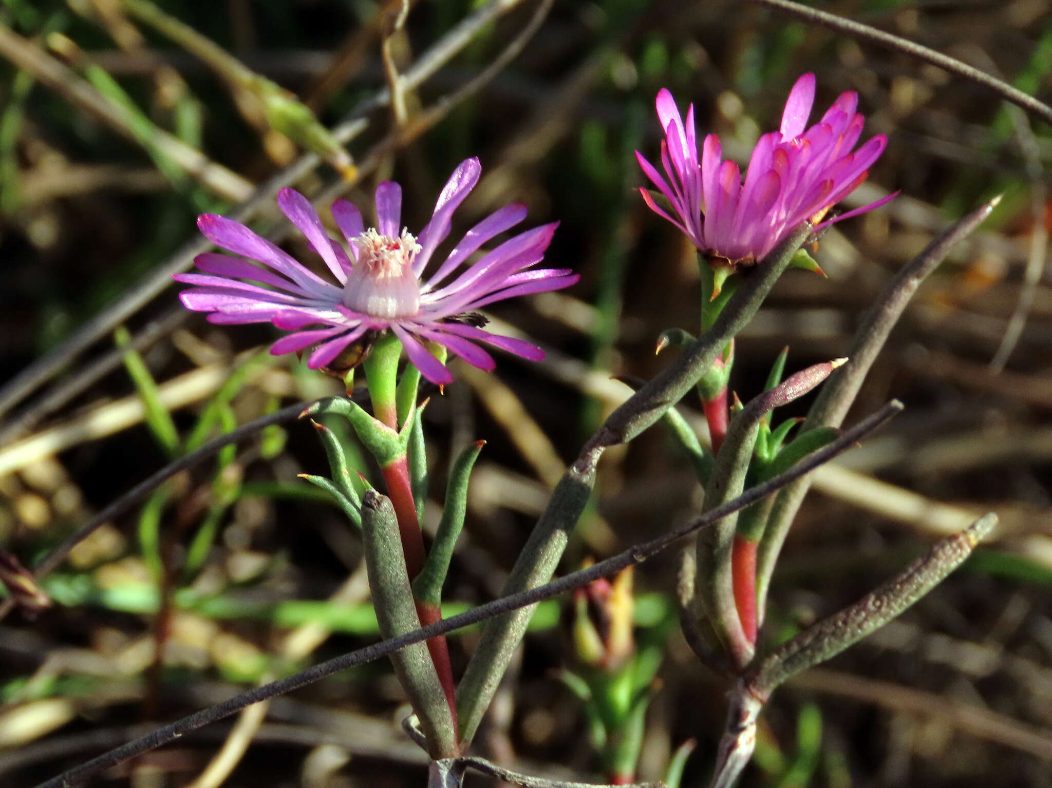 Image of Lampranthus spiniformis (Haw.) N. E. Br.