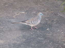 Image of Peaceful Dove