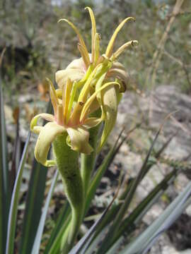 Image of Barbacenia rubrovirens Mart.