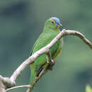Image of Blue-capped Fruit Dove