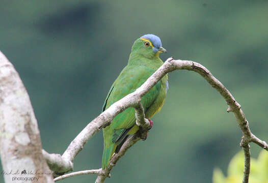 Image of Blue-capped Fruit Dove