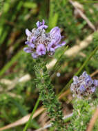 Image of Aspalathus globulosa E. Mey.