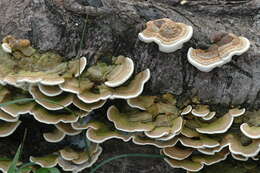 Image of Trametes polyzona (Pers.) Justo 2011