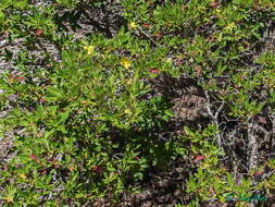 Image of Hibbertia cuneiformis (Labill.) Smith