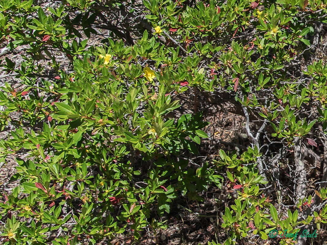 Image of Hibbertia cuneiformis (Labill.) Smith