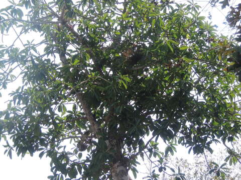 Ficus obtusifolia Kunth的圖片