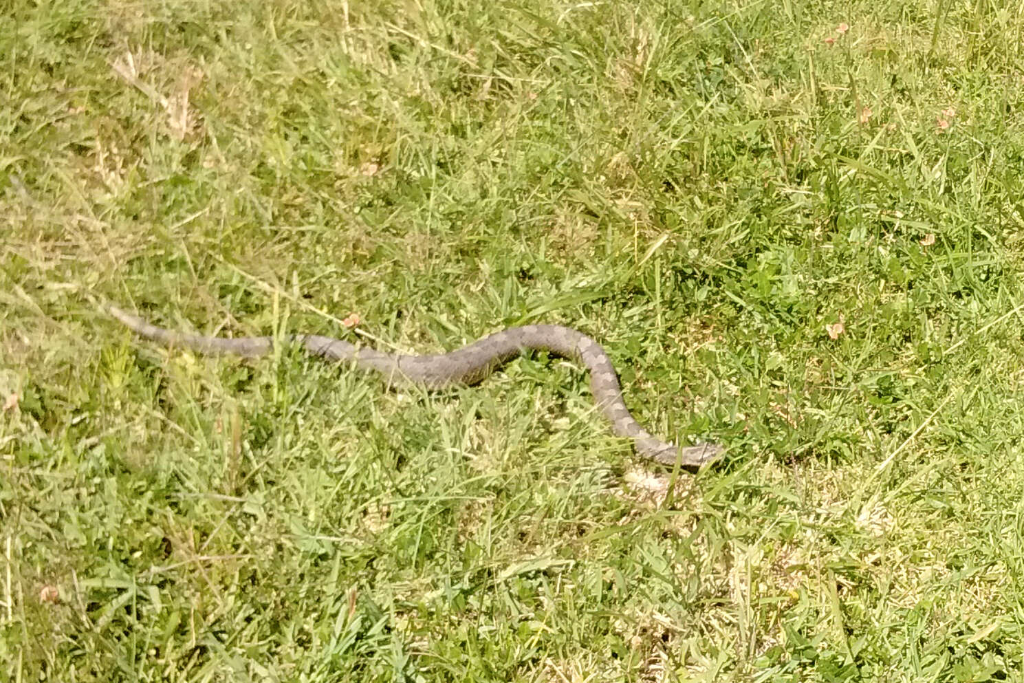 Image of Querétaro dusky rattlesnake