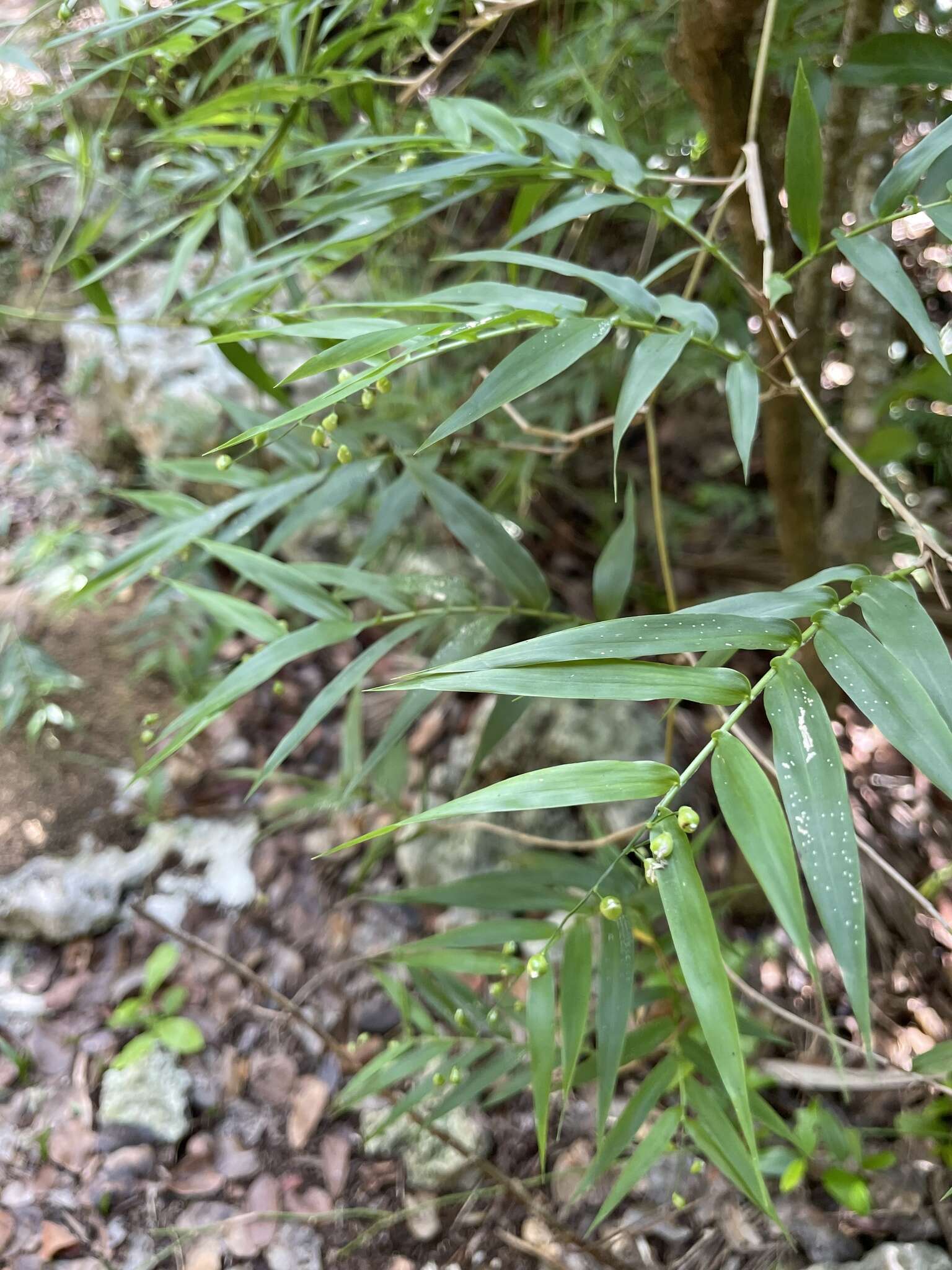 Image de Lasiacis divaricata (L.) Hitchc.