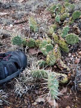 Opuntia × debreczyi resmi