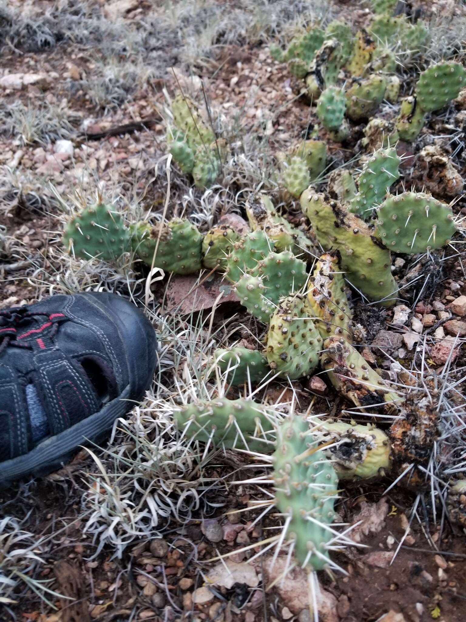 Image of Opuntia × debreczyi