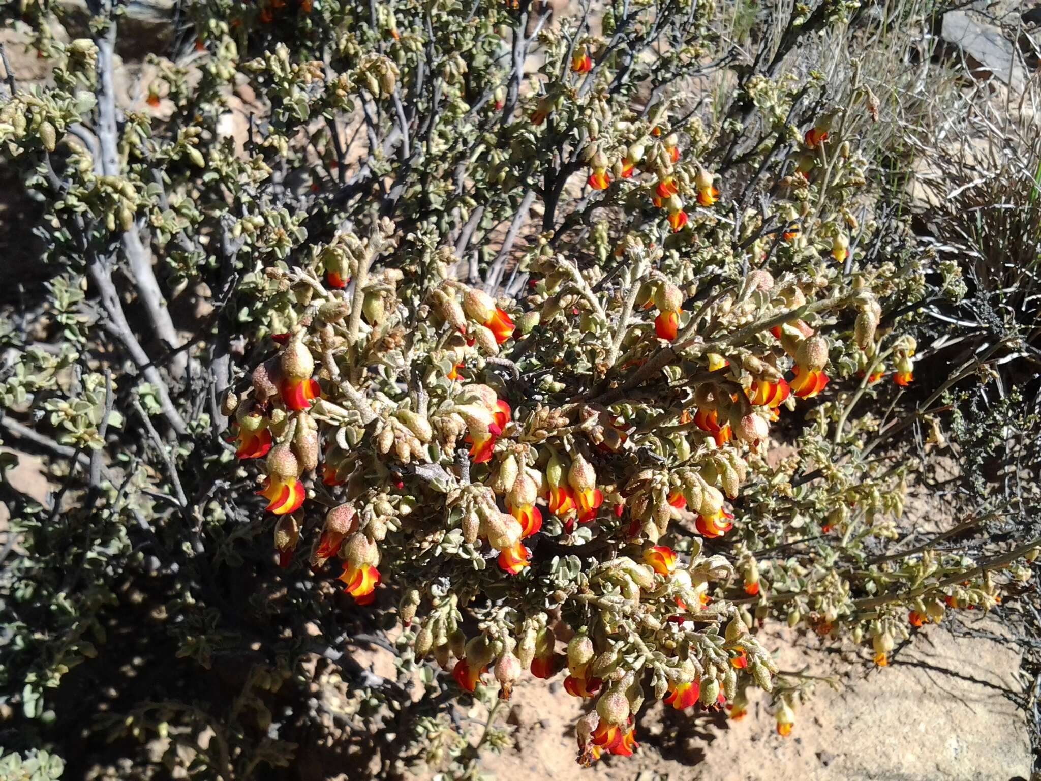 Image of Hermannia desertorum Eckl. & Zeyh.