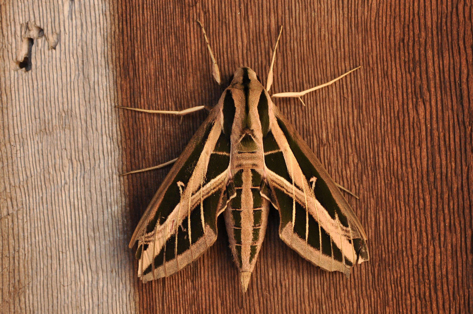 Image of Banded Sphinx