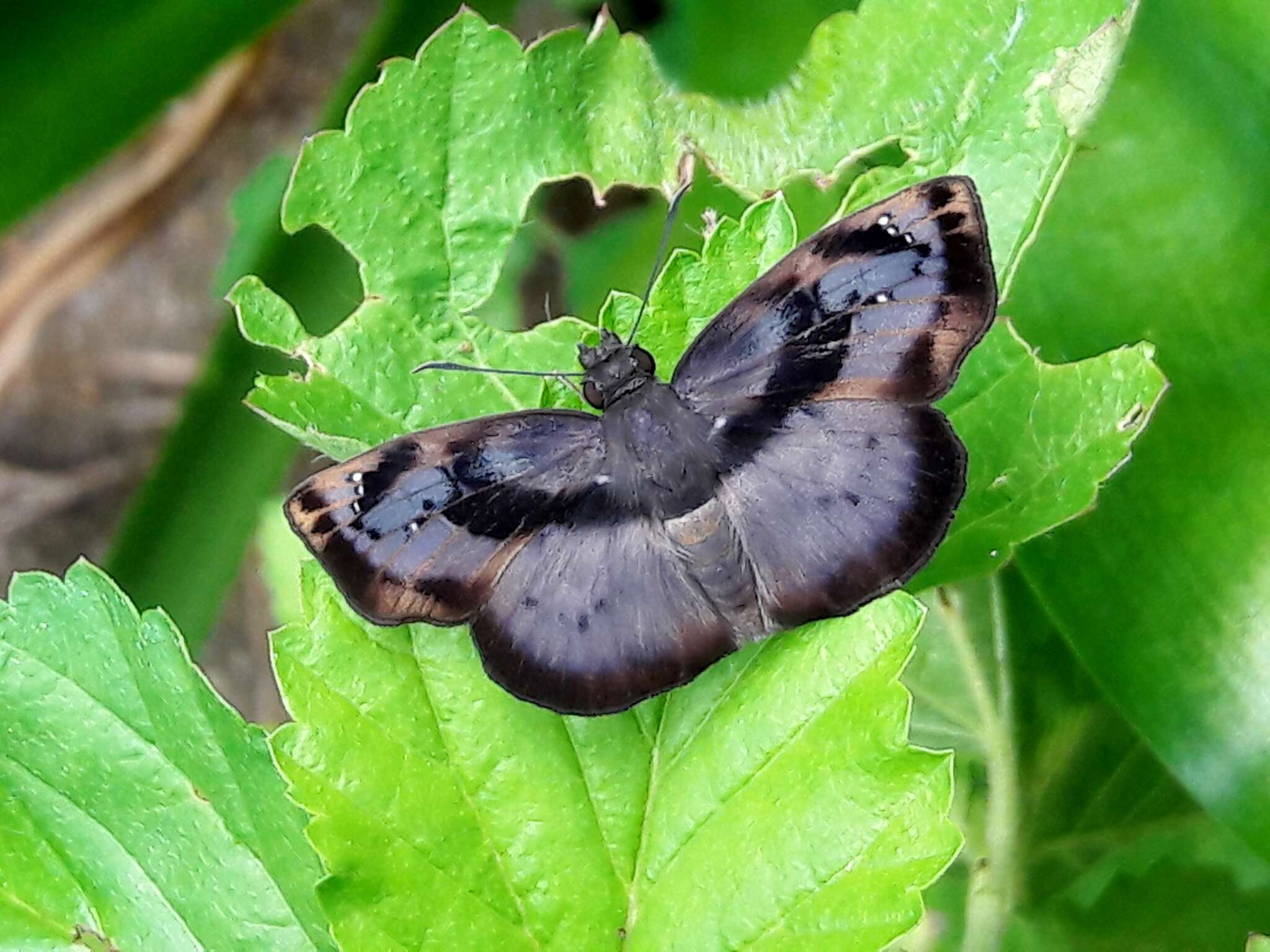 Image of <i>Zera <i>tetrastigma</i></i> tetrastigma