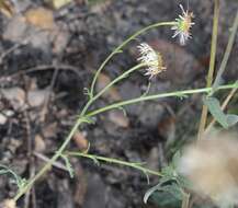 Image of Erigeron longipes DC.