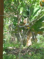 Image of Caatinga Cacholote