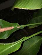 Image of Johnstone's Robber Frog