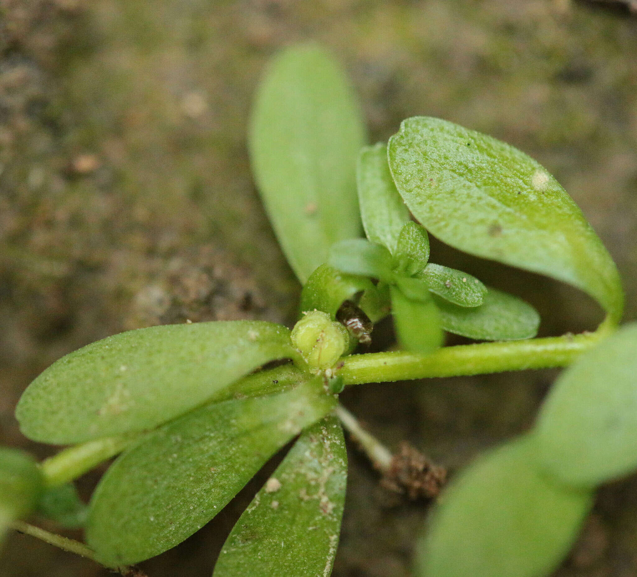 Image of narrowleaf water-starwort